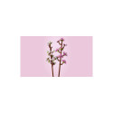 Bricks Botanicals 40725 Cherry Blossoms