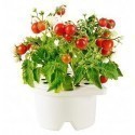 Click & Grow Refill, Mini-tomat