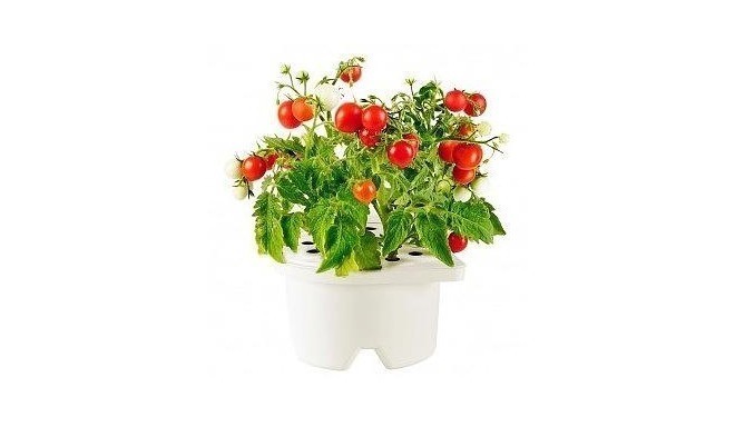Click & Grow Smartpot refill Mini-tomato