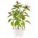 Click & Grow Refill, Chilli Pepper