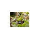 "Gardena Bodenfeuchtesensor"