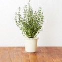 Click & Grow Smart Herb Garden Refill, Thyme