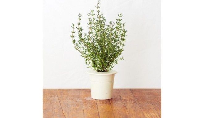 Click & Grow Smart Herb Garden refill Thyme
