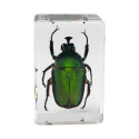 Celestron Microscope sample 3D bug Kit #5