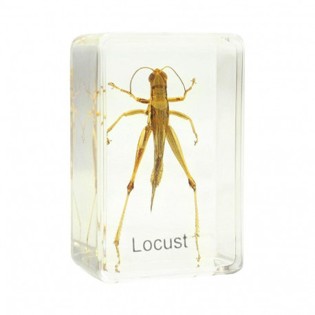 Grasshopper prepared slide Omegon