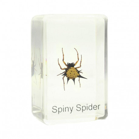 Prepared slide - spiny spider, Omegon