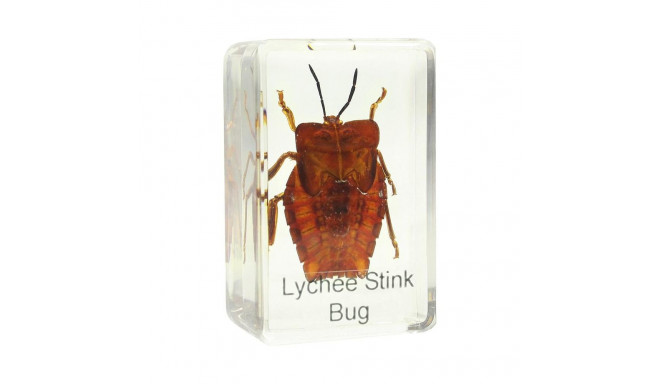 Prepared slide - shield bug, Omegon