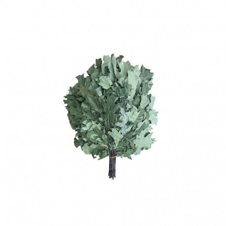 OAK-TREE komplekt CAN FLAMMIFERA