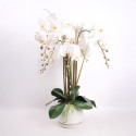 Orhidee GARDEN QUEEN H68cm, valge