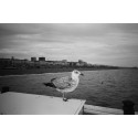 Kodak Snapic A1, grey
