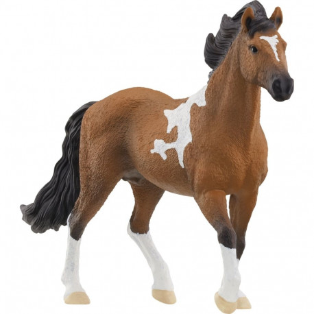 Horse Club Mangalarga Marchador Hengst