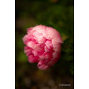Samyang AF 60-180mm f/2.8 FE objektiiv Sonyle
