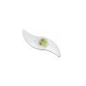 Esperanza EOT006 Bicycle wheel shine