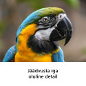 Sony FE 100-400mm f/5.6-8.0 OSS objektiiv
