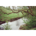 Candido film Colour 50/36