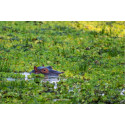 Fujifilm Fujinon XF 400mm f/4.5 R LM OIS WR objektiiv