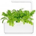 Click & Grow Smart Garden refill Sinep 3tk