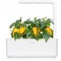 Click & Grow Smart Garden refill Yellow Sweet Pepper 3pcs