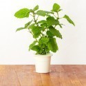 Click & Grow Smart Herb Garden refill Lemon Balm (3-pack)