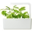 Click & Grow Smart Garden refill Mimoos 3tk