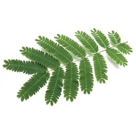 Click & Grow Smart Garden uzpilde Mimoza 3gb.