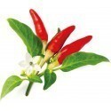 Click & Grow Smart Garden refill Red Hot Chili Pepper 3pcs