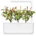 Click & Grow Smart Garden refill Punane tšillipipar 3tk