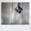 Polaroid Spectra B&W