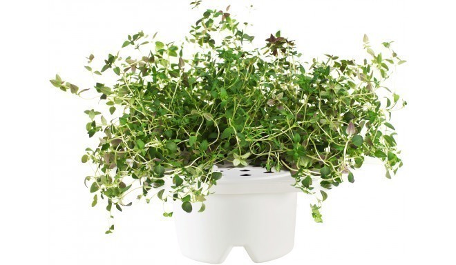 Click & Grow Smartpot refill Thyme