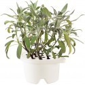 Click & Grow Refill, sage