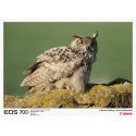 Canon EOS 70D + 18-135 mm IS STM Kit