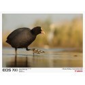 Canon EOS 70D + 18-135 mm IS STM Kit