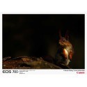Canon EOS 70D + 18-135 mm IS STM Kit