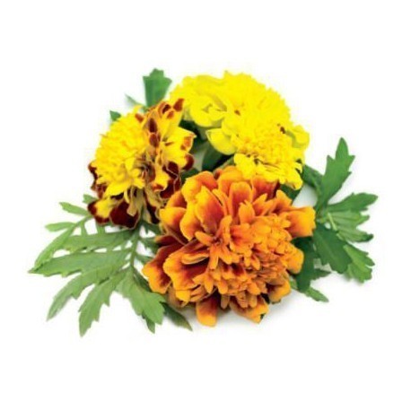Click & Grow Smart Garden refill Peiulill 3tk