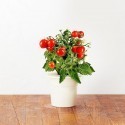 Click & Grow Smart Herb Garden refill Minitomat 3 tk
